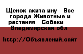 Щенок акита ину - Все города Животные и растения » Собаки   . Владимирская обл.